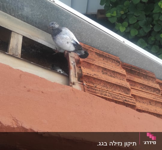 יונה עומדת על גג רעפים אדום